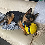 Orys a rejoint le concours — aidez-le/la à gagner de superbes lots ! dog, german_shepherd, couch, yellow_soccer_ball, blanket, indoor, pet, playing, fur, ears, paw, chewing, living_room, furniture, tile_floor, window, plant, table, chair, relaxing