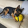 dog, german_shepherd, couch, yellow_soccer_ball, blanket, indoor, pet, playing, fur, ears, paw, chewing, living_room, furniture, tile_floor, window, plant, table, chair, relaxing