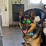 Orys participe au concours pour gagner de l'argent avec cette photo : dog, german_shepherd, sunglasses, indoor, pet, tongue_out, floor, chair, window, collar, tag, reflection, furniture, tile_floor, coat, ears, happy, smiling, black, brown