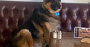 Orys a rejoint le concours — aidez-le/la à gagner de superbes lots ! dog, german_shepherd, leather_booth, table, salt_shaker, pepper_shaker, wooden_chair, indoor, pet, furniture, waiting, brown, black, seated, canine, collar, calm, side_view, floor, wall