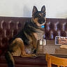 dog, german_shepherd, leather_booth, table, salt_shaker, pepper_shaker, wooden_chair, indoor, pet, furniture, waiting, brown, black, seated, canine, collar, calm, side_view, floor, wall