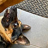 Orys a rejoint le concours — aidez-le/la à gagner de superbes lots ! dog, german_shepherd, pet, playful, lying_down, floor, tile, mouth_open, teeth, ears, collar, mat, indoor, closeup, animal, canine, fur, whiskers, expression, eye