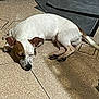 Bizzy is registered to the contest to win money with this photo: animal, brown, canine, comfort, dog, ears, floor, fur, indoor, laying, paw, peaceful, pet, quiet, relaxed, resting, shadow, sleeping, tile, white