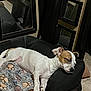 Bizzy is registered to the contest to win money with this photo: animal, bed, blanket, brown, comfort, cozy, dog, dog_bed, floor, fur, indoor, mirror, paw_print, pet, reflection, relaxing, resting, sleeping, tile, white