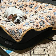 Bizzy is registered to the contest to win money with this photo: animal, blanket, brown_spot, comfort, cozy, cute, dog, floor, fur, home, indoor, paw_prints, pet_bed, quiet, relaxation, resting, sleeping, small_dog, tiled_floor, white_dog