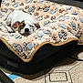 animal, blanket, brown_spot, comfort, cozy, cute, dog, floor, fur, home, indoor, paw_prints, pet_bed, quiet, relaxation, resting, sleeping, small_dog, tiled_floor, white_dog