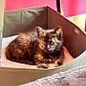 animal, bed, cat, cozy, cute, cute_pet, domestic_cat, ears, fabric, feline, fur, indoor, kitten, pet_bed, pink_wall, relaxed, resting, tortoiseshell, whiskers, young_cat