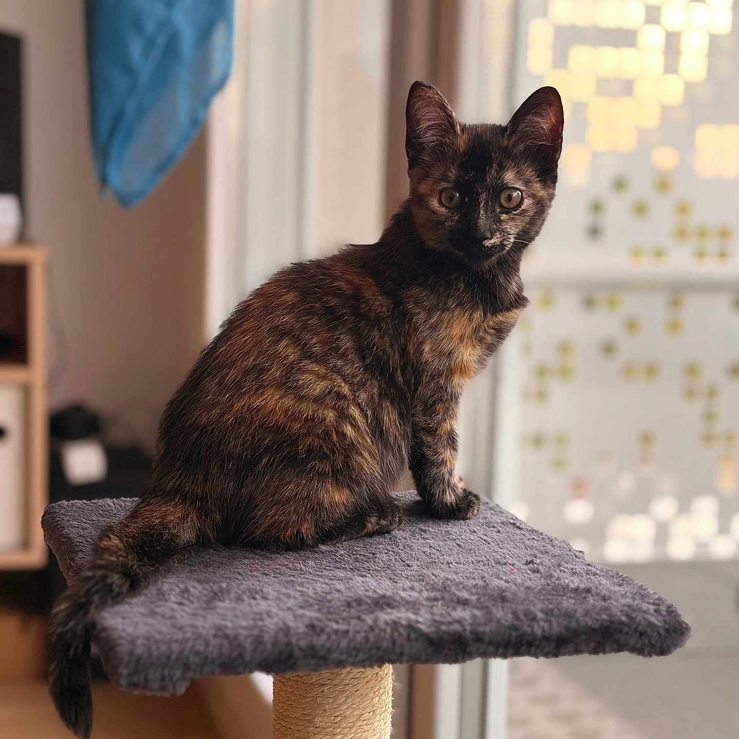 Nalya