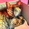 kitten, cat, tortoiseshell, pet, animal, feline, cute, young, fur, whiskers, ears, eyes, box, blanket, indoor, cozy, resting, pink_wall, closeup, curious