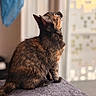 Nalya participe au concours pour gagner de l'argent avec cette photo : animal, cat, cozy, ears, feline, fur, gray_blanket, home, indoor, looking_up, perch, pet, portrait, profile, sitting, soft_light, tail, tortoiseshell, whiskers, window
