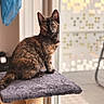 Nalya participe au concours pour gagner de l'argent avec cette photo : animal, black_fur, brown_fur, cat, cat_tree, ears, feline, fur, home_decor, indoors, kitten, looking_at_camera, orange_patches, pet, portrait, scratching_post, sitting, tortoiseshell_cat, whiskers, window