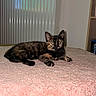 animal, bed, blanket, cat, cozy, feline, fur, green_eyes, home, indoors, kitten, lying_down, pet, photography, pink_blanket, pointed_ears, portrait, staring, tortoiseshell, whiskers