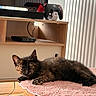 animal, cat, controller, ears, eyes, feline, fluffy, fur, gaming_setup, indoor, kitten, lying_down, pet, pink_blanket, playstation, portrait, relaxed, shelf, tortoiseshell, whiskers