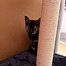 animal, cat, cat_tree, cozy, curious, cute, eyes, feline, fur, home, indoor, kitten, peeking, pet, playful, scratching_post, soft, tortoiseshell, whiskers, young