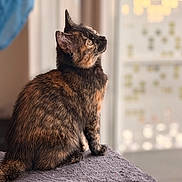 Nalya participe au concours pour gagner de l'argent avec cette photo : animal, black_fur, brown_fur, cat, cozy, ears, fur, gray_blanket, indoor, looking_up, orange_fur, pet, portrait, profile, shallow_depth_of_field, sitting, soft_lighting, tortoiseshell_cat, whiskers, window