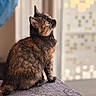 animal, black_fur, brown_fur, cat, cozy, ears, fur, gray_blanket, indoor, looking_up, orange_fur, pet, portrait, profile, shallow_depth_of_field, sitting, soft_lighting, tortoiseshell_cat, whiskers, window