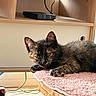 animal, cables, cat, close_up, ears, entertainment_center, eyes, feline, fur, game_console, indoors, kitten, living_room, lying_down, pet, pink_blanket, resting, tortoiseshell, whiskers, wooden_perch