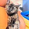 animal, blurred_background, cat, closeup, comfort, cute, eyes, floor, fur, indoors, kitten, lap, legs, orange_clothing, pet, relaxing, soft_light, tortoiseshell, whiskers, young