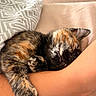 adorable, cat, close_up, closed_eyes, couch, cozy, curled_up, cushion, ears, furry, human_arm, indoors, nap, pet, portrait, relaxed, sleeping, tortoiseshell_cat, warm_lighting, whiskers