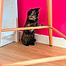 animal, cat, chair, curious, cute, domestic_cat, floor, furniture, home, indoor, kitten, pet, pink_wall, playful, small, tortoiseshell, wall, wood, wooden_floor, young_cat