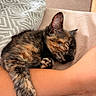 animal, blanket, cat, closeup, couch, cozy, cushion, ears, furry, human_arm, indoors, kitten, paws, pet, relaxed, sleeping, sleepy, tail, tortoiseshell_cat, whiskers