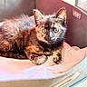 animal, basket, bed, cat, cozy, curious, cute, ears, eyes, fabric, fur, indoor, kitten, pet, pink_background, resting, soft, tortoiseshell, whiskers, young