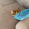 animal, blue_pillow, cat, couch, ears, fur, furniture, home, indoor, kitten, looking_at_camera, lying_down, pet, pillow, portrait, sitting, sofa, tail, tortoiseshell, whiskers