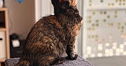 Nalya participe au concours pour gagner de l'argent avec cette photo : animal, blanket, cat, cat_tree, cozy, feline, fur, home, indoor, looking_up, pet, portrait, profile, relaxed, scratching_post, sitting, sunlight, tail, tortoiseshell_cat, window