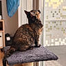 animal, blanket, cat, cat_tree, cozy, feline, fur, home, indoor, looking_up, pet, portrait, profile, relaxed, scratching_post, sitting, sunlight, tail, tortoiseshell_cat, window