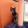 animal, blue, cat, cat_tree, curious, cute, domestic, feline, fur, indoor, kitten, orange_wall, pet, playful, plush, scratching_post, sisal, small, tortoiseshell, young