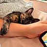 animal, bed, cat, cozy, cuddling, eyes, fur, human_arm, indoor, lying_down, paw, pet, portrait, relaxed, sleepy, striped_blanket, tablet, tortoiseshell_cat, toys, whiskers