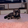 animal, blanket, cat, cute, feline, fluffy, furniture, game_console, home, indoor, kitten, living_room, lying_down, pet, pink_blanket, playstation, portrait, shelf, television, tortoiseshell