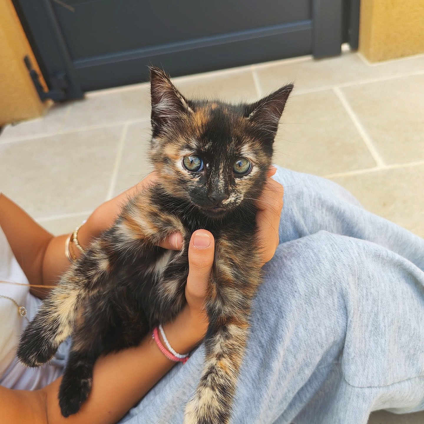 Nalya a rejoint le concours — aidez-le/la à gagner de superbes lots ! kitten, cat, tortoiseshell, pet, animal, cute, hands, person, gray_pants, bracelet, floor_tiles, door, outdoor, young_cat, feline, fur, whiskers, ears, holding, closeup