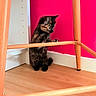 animal, cat, colorful, curious, cute, domestic_cat, floor, furniture, indoor, kitten, paw, pet, pink_wall, playful, small_pet, standing, tortoiseshell, wood, wooden_chair, young_cat