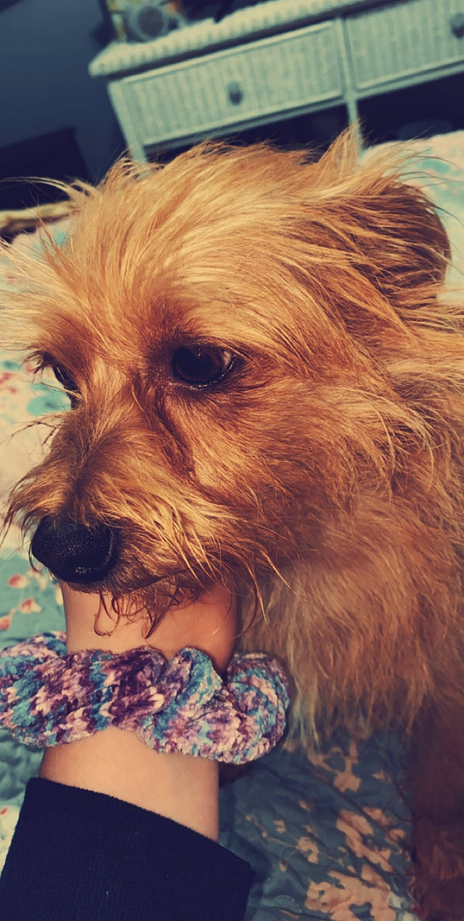 Festus joined the competition — help win amazing prizes! australian_silky_terrier, australian_terrier, cairn_terrier, canidae, carnivore, companion_dog, dog, dog_breed, glen_of_imaal_terrier, hair, mammal, morkie, norfolk_terrier, norwich_terrier, rare_breed_dog, small_terrier, snout, terrier, toy_dog, yorkshire_terrier