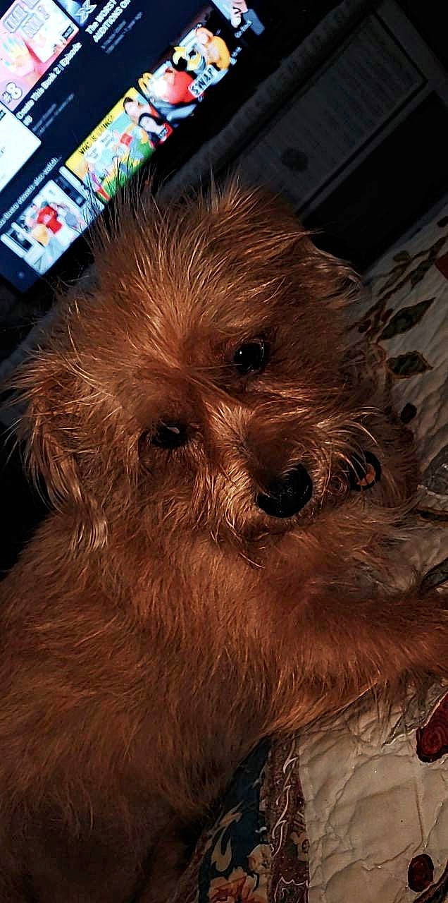 Festus is registered to the contest to win money with this photo: australian_terrier, border_terrier, cairn_terrier, canidae, carnivore, companion_dog, dog, dog_breed, dutch_smoushond, mammal, morkie, norfolk_terrier, puppy, rare_breed_dog, schnoodle, small_terrier, snout, terrier, vertebrate, yorkshire_terrier