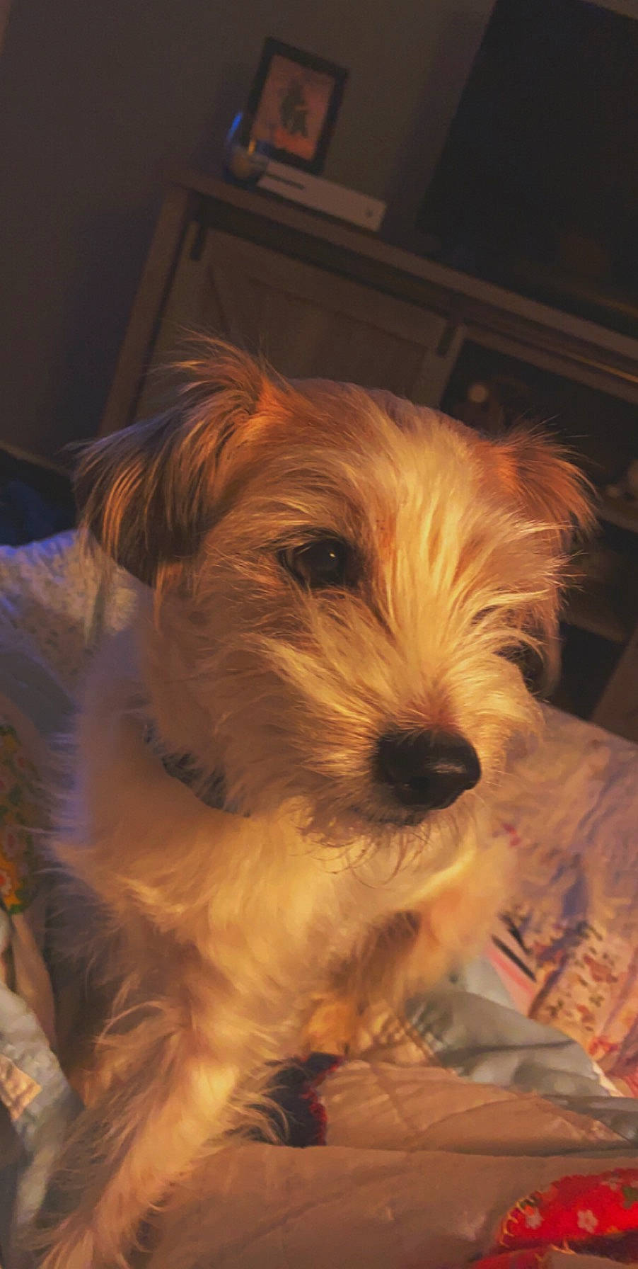 Ozzy is registered to the contest to win money with this photo: cairn_terrier, canidae, carnivore, companion_dog, dog, dog_breed, dutch_smoushond, glen_of_imaal_terrier, mammal, morkie, norfolk_terrier, puppy, rare_breed_dog, schnoodle, small_terrier, snout, sporting_lucas_terrier, terrier, vertebrate, west_highland_white_terrier