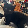 kitten, cat, black_cat, animal, pet, furry, sitting, portrait, indoors, blanket, fluffy, curious, eyes, ears, whiskers, home, furniture, cabinet, stone_wall, stroller