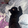 kitten, cat, black_cat, sleeping, lying_down, raised_paw, fur, animal, pet, blanket, bed, bedding, teddy_bear, stuffed_animal, indoors, cozy, cute, relaxed, portrait, flash_photography