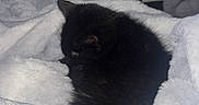 Krokmou a rejoint le concours — aidez-le/la à gagner de superbes lots ! black_cat, kitten, sleeping, curled_up, blanket, bed, cozy, indoor, home, pet, feline, fur, resting, nap, cute, fluffy, bedding, cables, portrait, relaxed