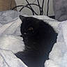 black_cat, kitten, sleeping, curled_up, blanket, bed, cozy, indoor, home, pet, feline, fur, resting, nap, cute, fluffy, bedding, cables, portrait, relaxed