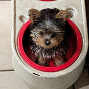 Luna is registered to the contest to win money with this photo: puppy, dog, small_dog, pet_bowl, red_bowl, plastic_feeder, floor_tiles, fur, cute, animal, indoor, pet, canine, adorable, young_dog, looking_up, nose, curious, brown_fur, black_fur