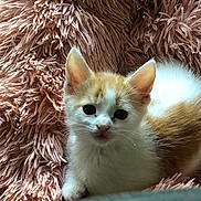 Milo joined the competition — help win amazing prizes! kitten, cat, orange_and_white, fluffy_blanket, pet, cute, young, animal, indoor, soft_texture, fur, whiskers, ears, small, resting, looking_at_camera, cozy, domestic, adorable, sleepy