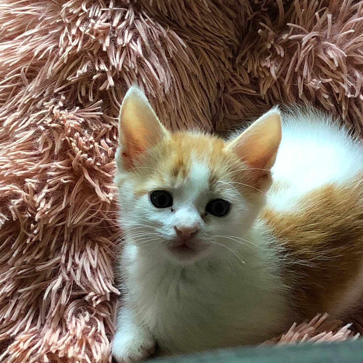 Milo joined the competition — help win amazing prizes! adorable, animal, cat, cozy, cute, domestic, ears, fluffy_blanket, fur, indoor, kitten, looking_at_camera, orange_and_white, pet, resting, sleepy, small, soft_texture, whiskers, young