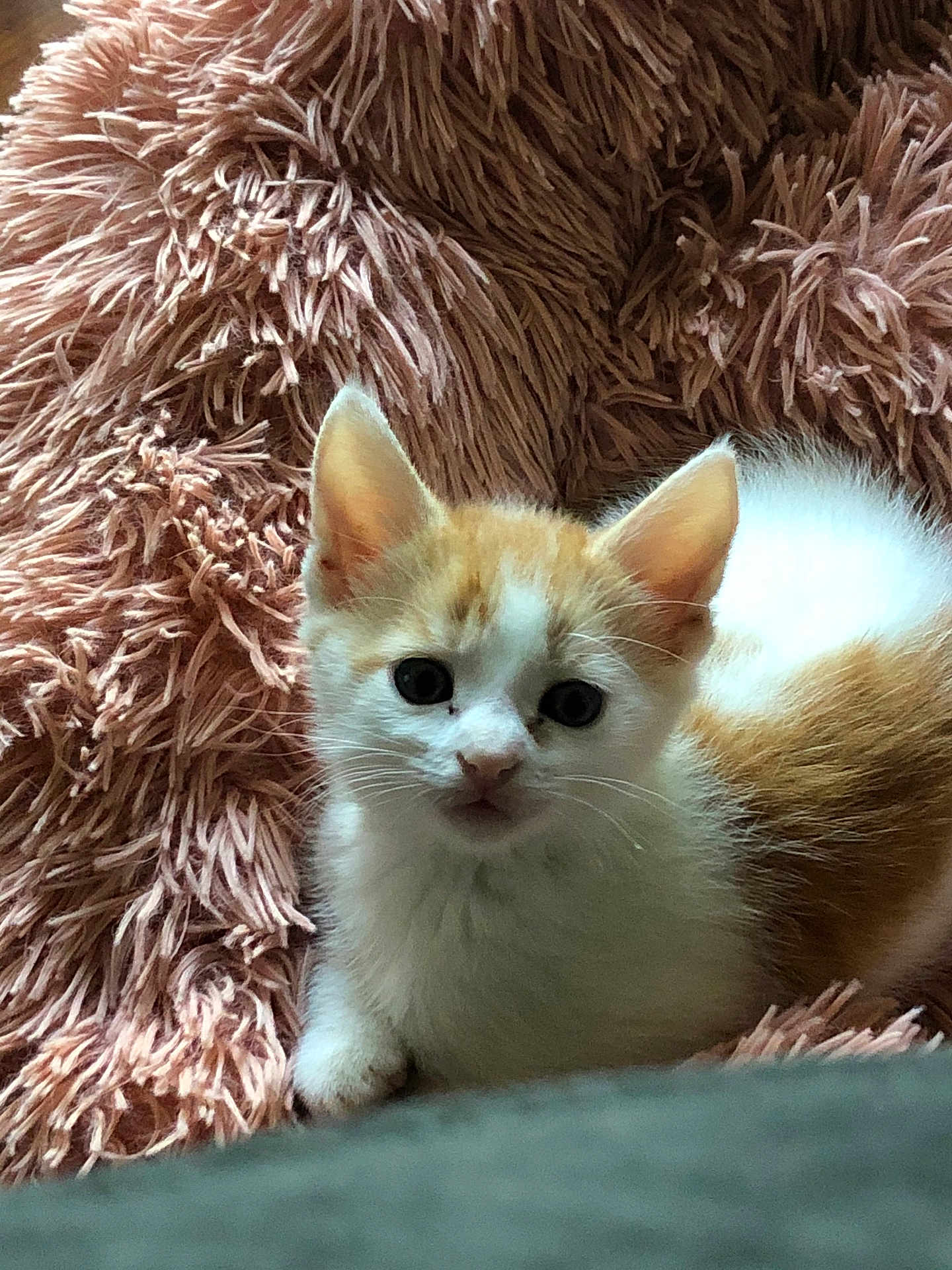 Milo joined the competition — help win amazing prizes! kitten, cat, orange_and_white, fluffy_blanket, pet, cute, young, animal, indoor, soft_texture, fur, whiskers, ears, small, resting, looking_at_camera, cozy, domestic, adorable, sleepy