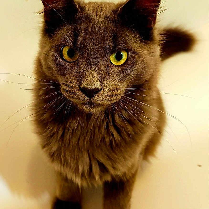 Rocky participe au concours pour gagner de l'argent avec cette photo : abyssinian, angora, animal, blackcat, cat, egyptiancat, kitten, manx, pet, siamese, snout, tub