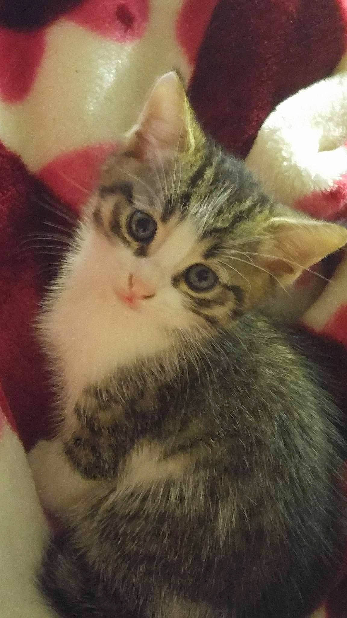 Mino a rejoint le concours — aidez-le/la à gagner de superbes lots ! aegean_cat, american_shorthair, american_wirehair, asian, carnivore, cat, domestic_short_haired_cat, european_shorthair, fawn, felidae, fur, kitten, mammal, polydactyl_cat, small_to_medium_sized_cats, tabby_cat, whiskers