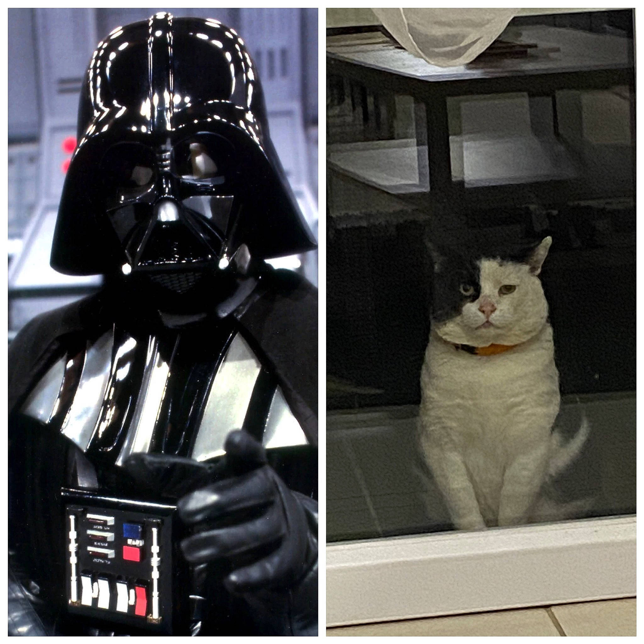 Alphonse a rejoint le concours — aidez-le/la à gagner de superbes lots ! action_figure, art, black, carnivore, cat, curtain, darth_vader, felidae, fictional_character, font, machine, personal_protective_equipment, photo_caption, rectangle, sleeve, small_to_medium_sized_cats, supervillain, tail, toy, whiskers