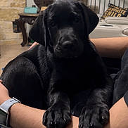 Zoro joined the competition — help win amazing prizes! animal, arms, black_labrador, canine, companion, couch, cute, dog, domestic, furniture, home, indoor, lamp, living_room, person, pet, puppy, relaxing, resting, staircase