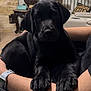 animal, arms, black_labrador, canine, companion, couch, cute, dog, domestic, furniture, home, indoor, lamp, living_room, person, pet, puppy, relaxing, resting, staircase